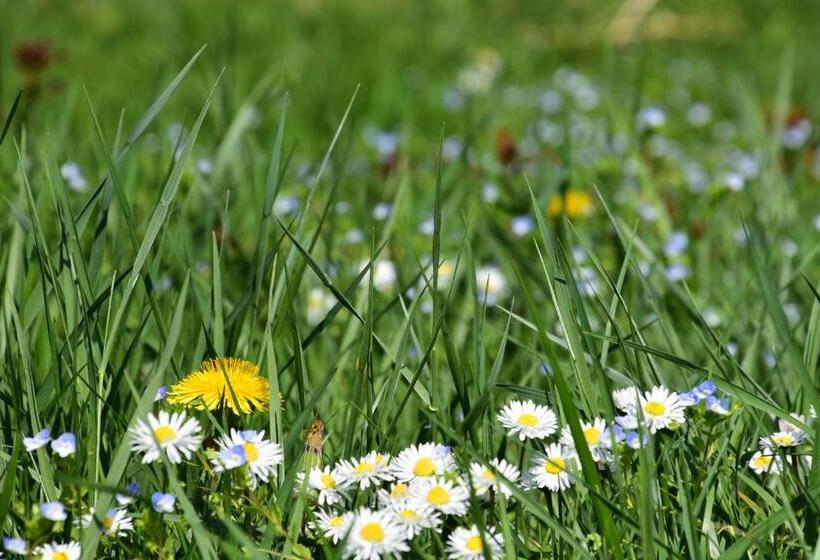 اتاق اکونومی یک تخته, Angerburg Blumen