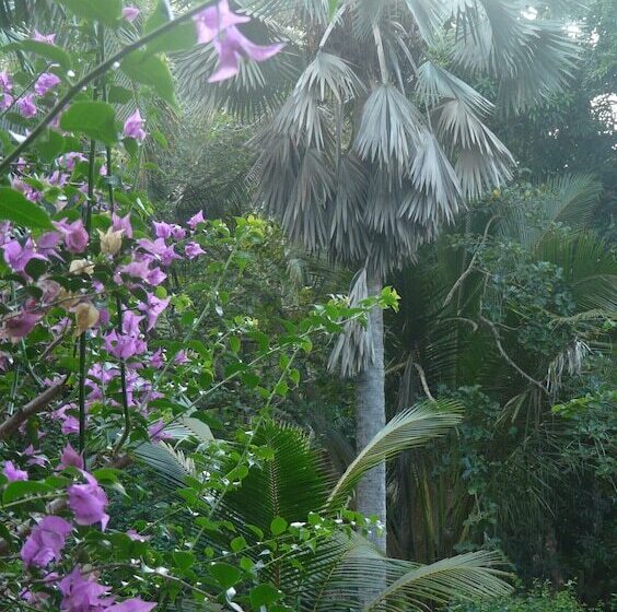بانگلوی سوپریور, Le Jardin Maore