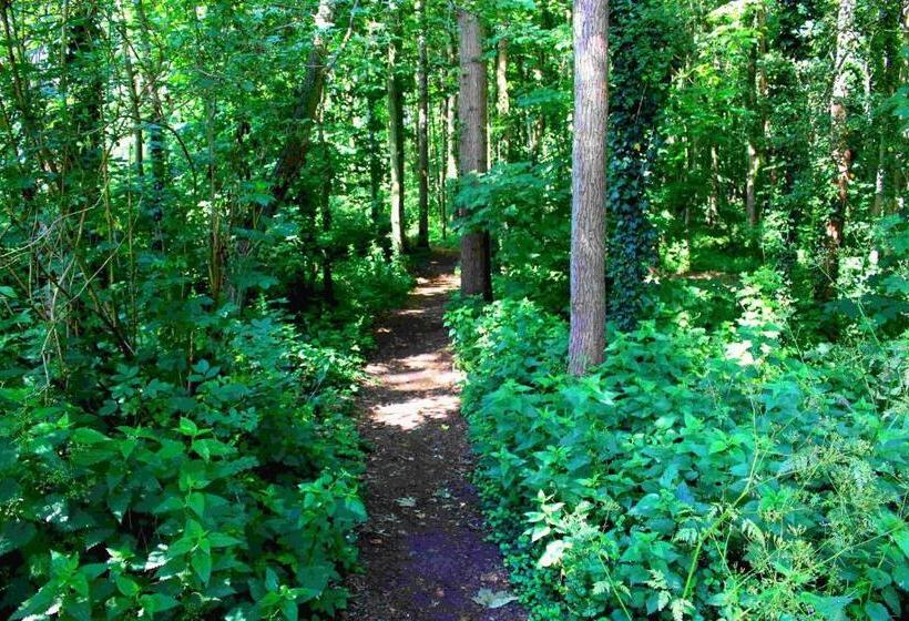 اتاق سوپریور, Zoomers Aan Het Bos