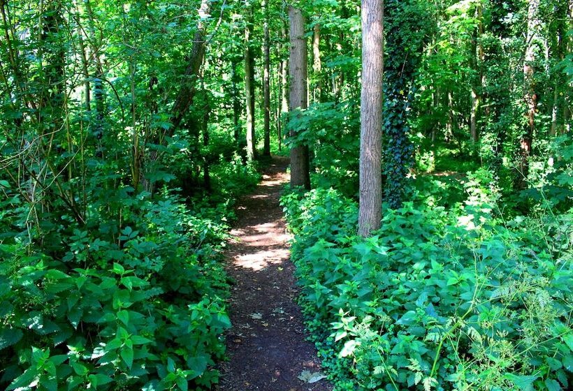 اتاق سوپریور, Zoomers Aan Het Bos