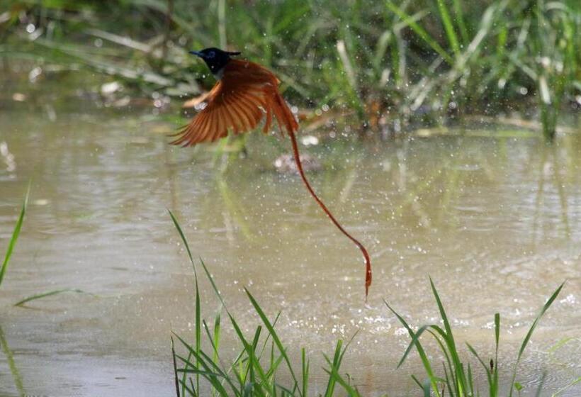 اتاق استاندارد با بالکن, Hornbill Forest Habarana