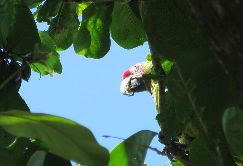 اتاق استاندارد, Gecko De Tortuguero
