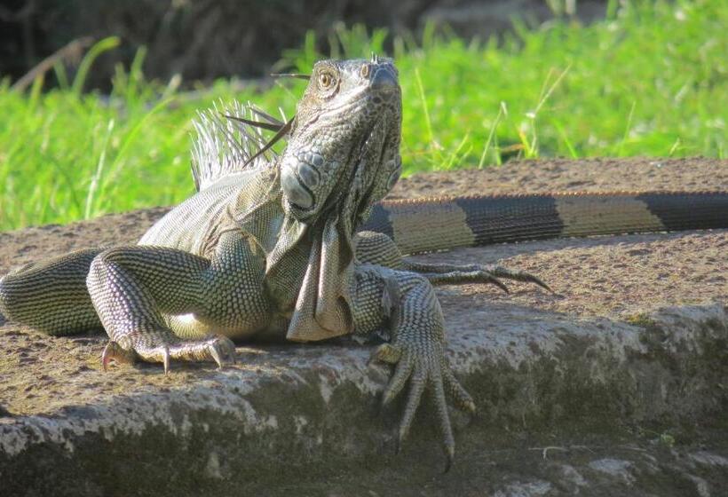 اتاق استاندارد سه نفره, Gecko De Tortuguero