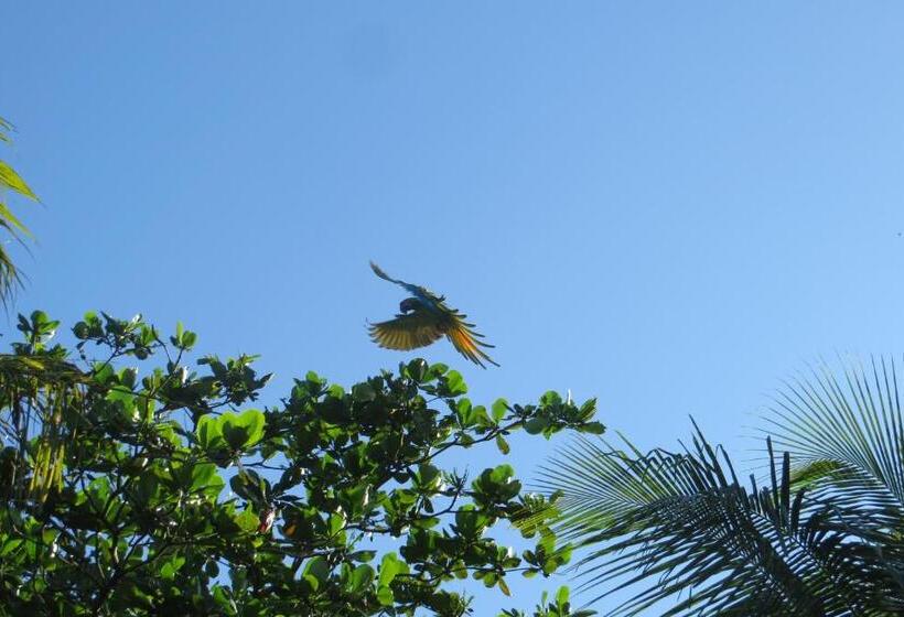 اتاق استاندارد سه نفره, Gecko De Tortuguero