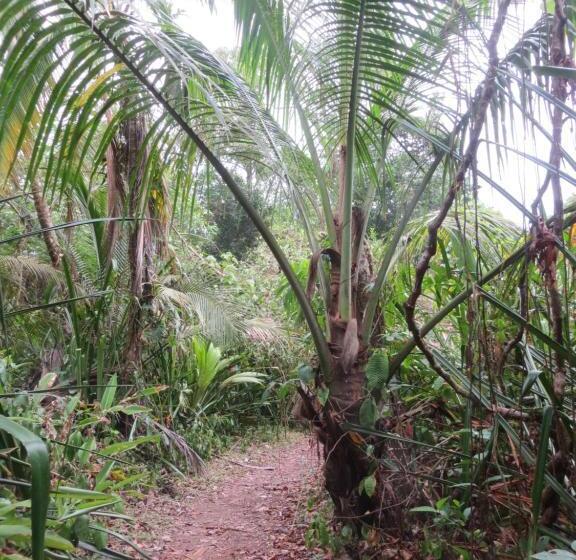 اتاق استاندارد سه تخته با چشم‌انداز باغ, Gecko De Tortuguero