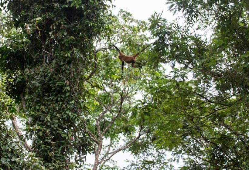 اتاق استاندارد سه تخته با چشم‌انداز باغ, Gecko De Tortuguero
