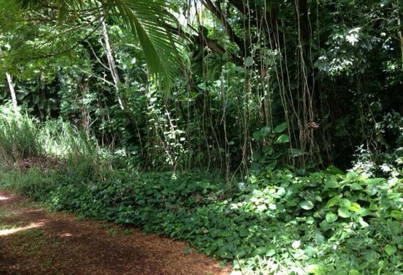 استودیوی استاندارد, Heavenly Hana Paradise