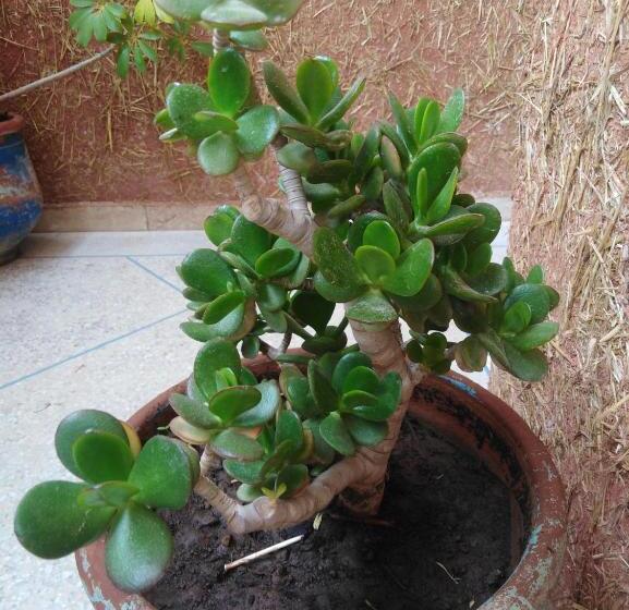 2 Bedroom Apartment with Pool, Mirleft Tayought Guest House