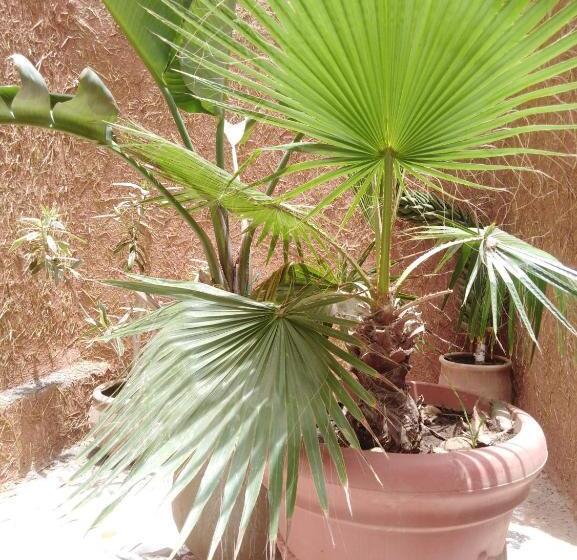 اتاق استاندارد با چشم‌انداز استخر, Mirleft Tayought Guest House