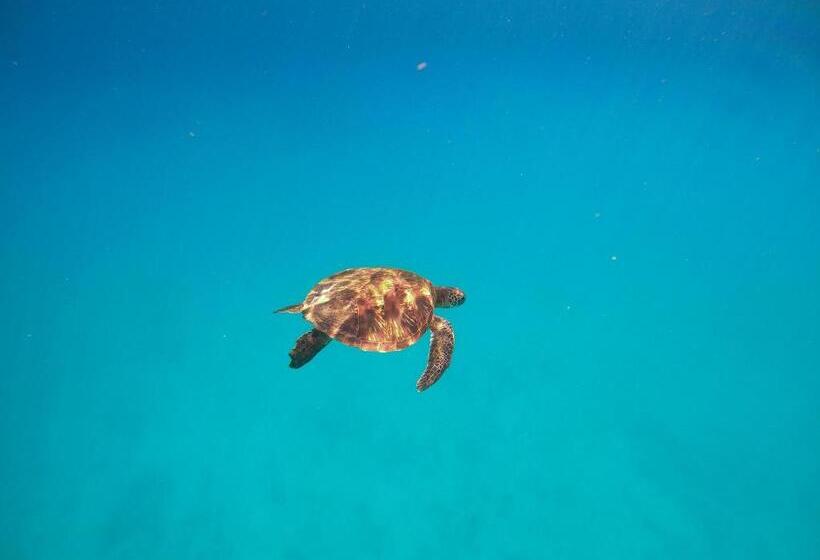 تختخواب در اتاق مشترک, Slow Island Hostel