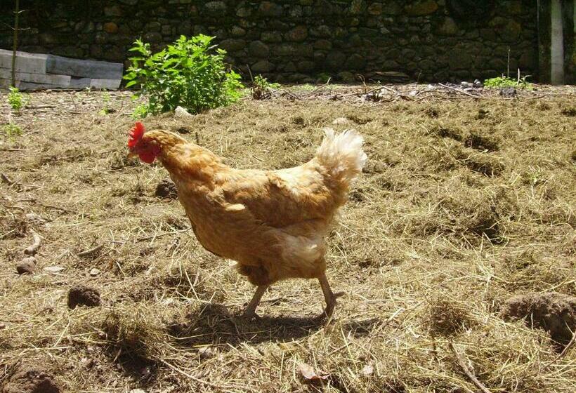 اتاق استاندارد چهار تخته, Ferme Laurens