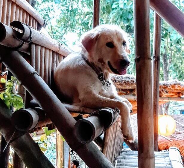 اتاق اکونومی, Happy Lemon Tree Lodge