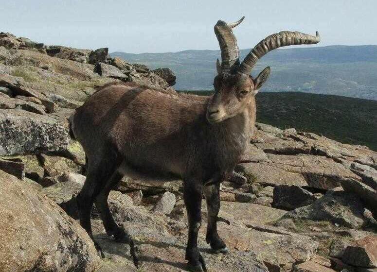 خانه 2 خوابه, El Sobrao De Gredos Con Chimenea