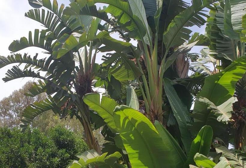 اتاق استاندارد سه تخته با چشم‌انداز باغ, Arenosu Comfort Country Resort
