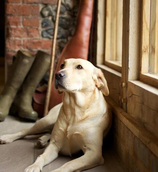اتاق لوکس با تخت بزرگ, The Packhorse Inn