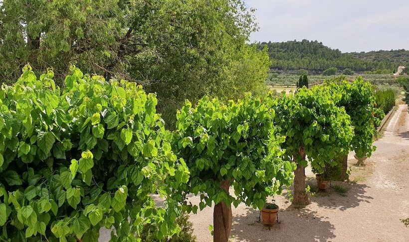 סוויטת ג'וניור נוף לגינה, Finca Micalas