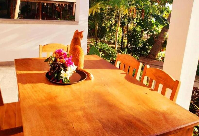 اتاق سوپریور با چشم‌انداز دریا, Sipano Beach Lodge Kiwengwa