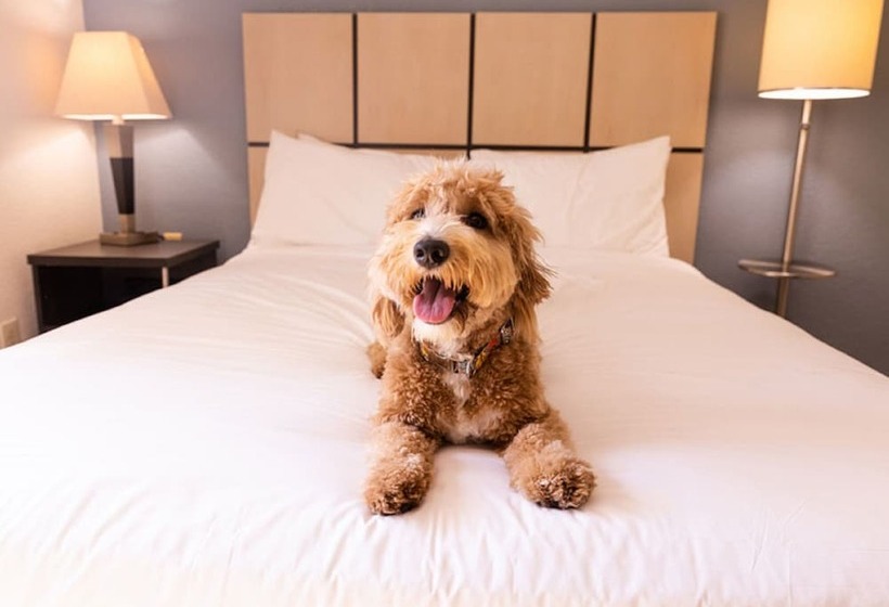スイート, Sonesta Simply Suites Houston – Nasa Clear Lake