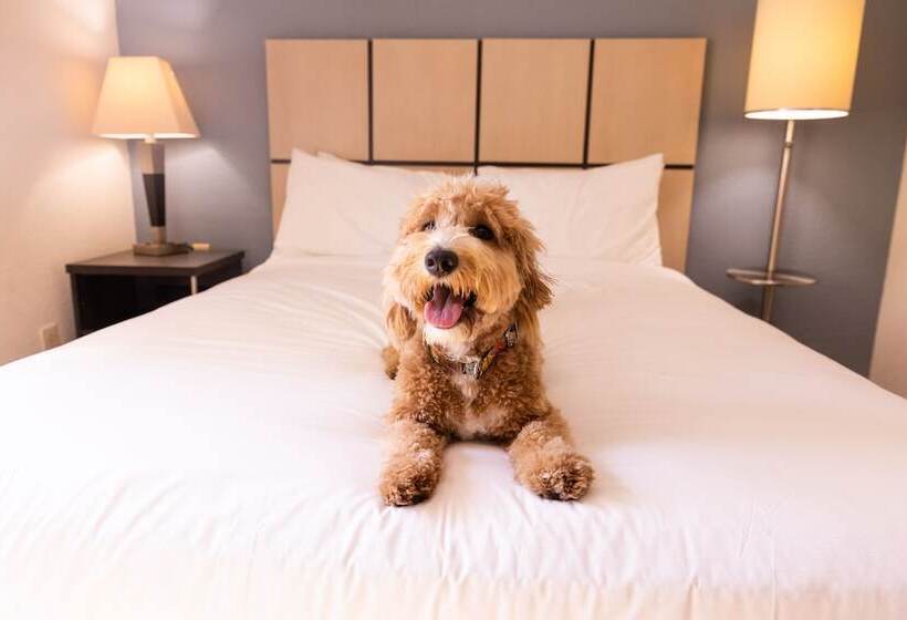 Suite, Sonesta Simply Suites Parsippany Morris Plains