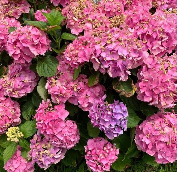 Номер Стандарт, Villa Les Hortensias B&b