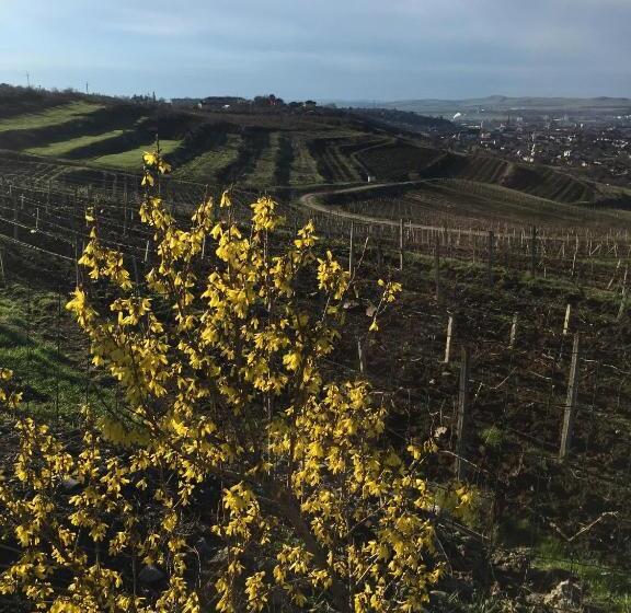 스탠다드 룸, Wineyards Salin