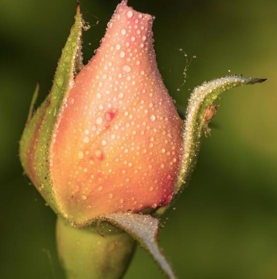 سوییت لوکس, The Wild Seeds