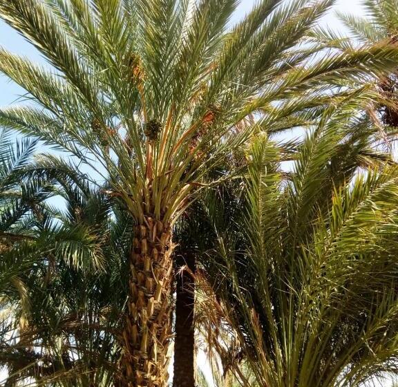 جناح, Le Chant Des Palmiers