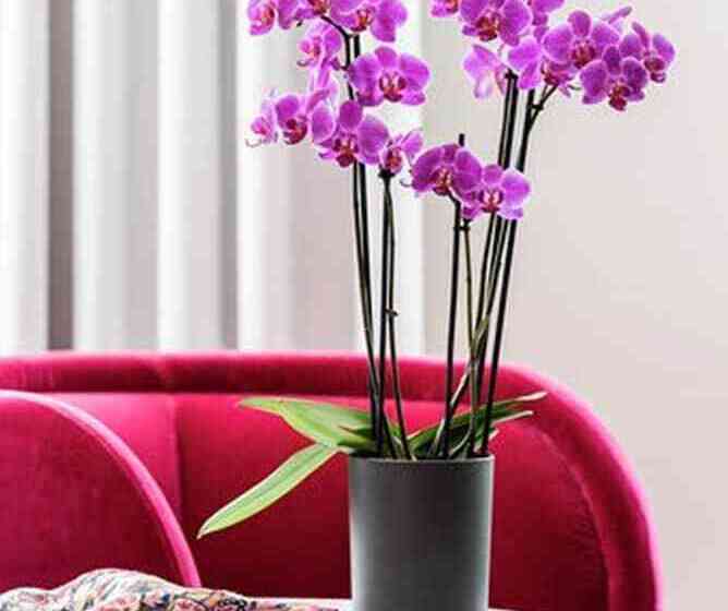 Полулюкс, Mintrops Stadt Hotel Margarethenhöhe