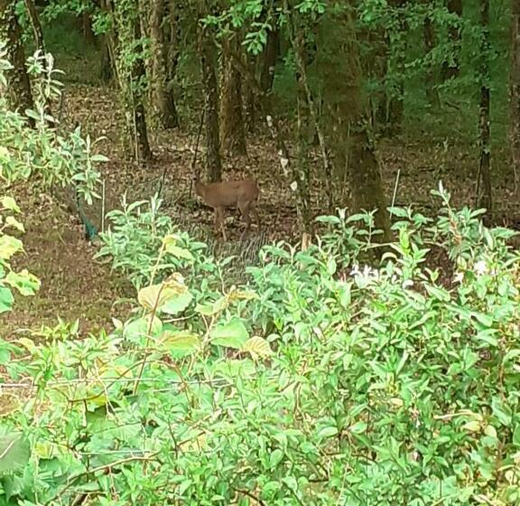 Номер Стандарт с Террасой, La Cabane De L Oiseau