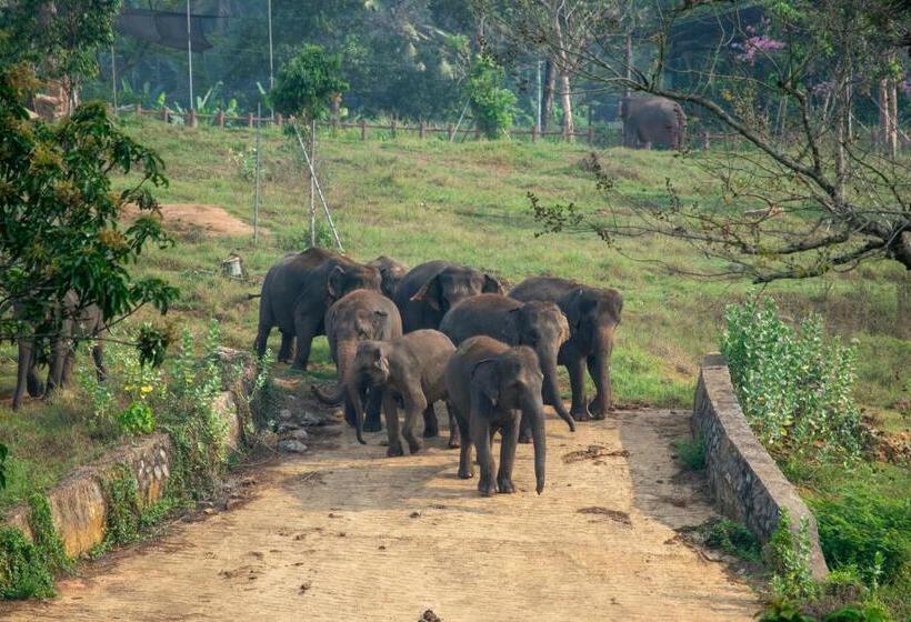 Номер Стандарт с Балконом, Pinnawala Elephant Front View
