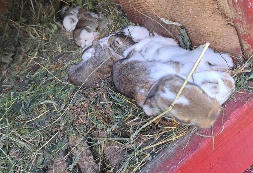 Casa 1 Quarto, Agroturystyka Na Słonecznej Orawie U Dzikich