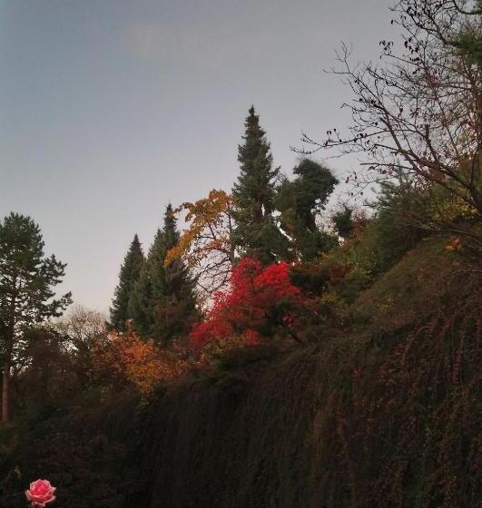 Номер Стандарт, Käfernberg   Wein