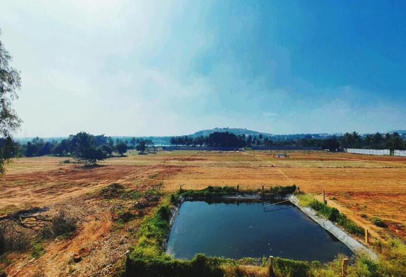 标准间, Airport City