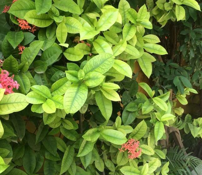 سوییت سوپریور, Uteliaa Homestay