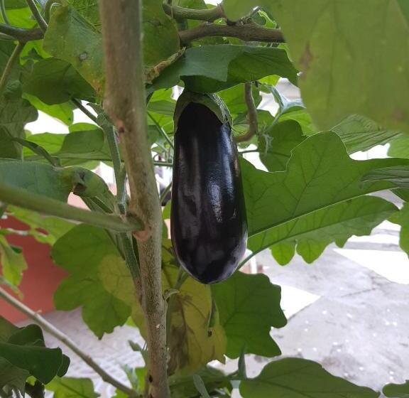 خانه 2 خوابه, La Maison Aux Orchidées