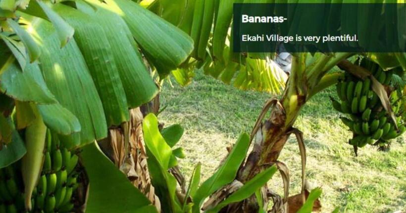 Студио Стандарт Вид на Сад, 9b Ekahi Village Studio Bath, Garden View   1 Minute Stroll To Beach!