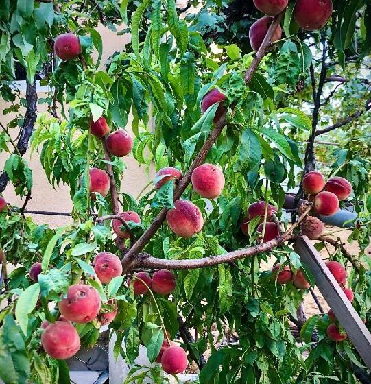 اتاق استاندارد با سرویس بهداشتی مشترک, Ekas Rosengarten