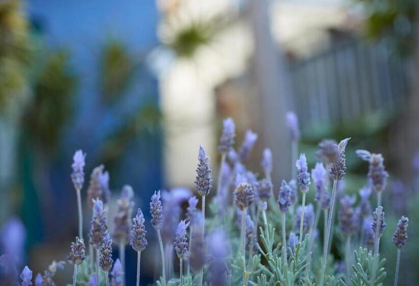 可观景的套房, Bondi Beach House
