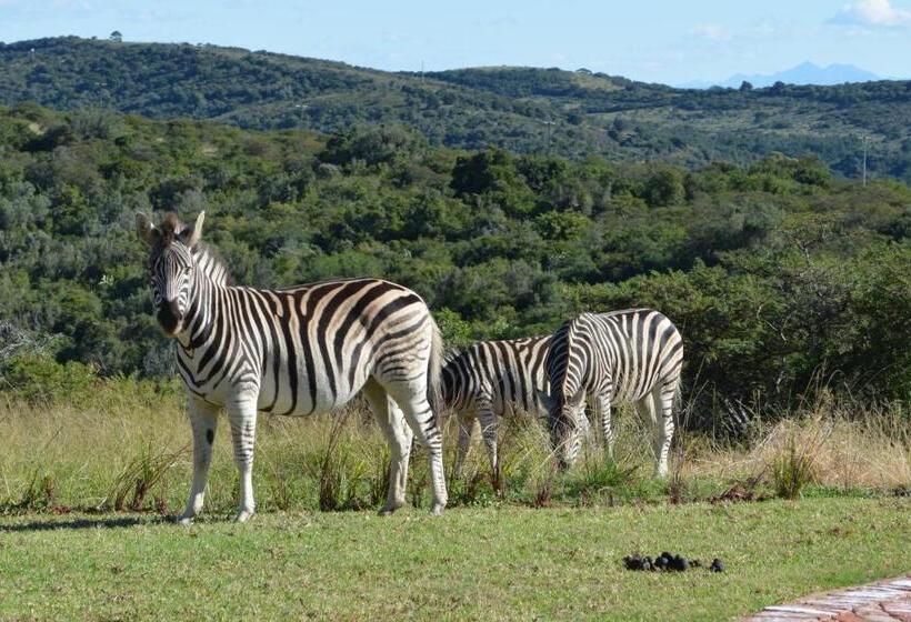 Standard Tent, Jbay Zebra Lodge