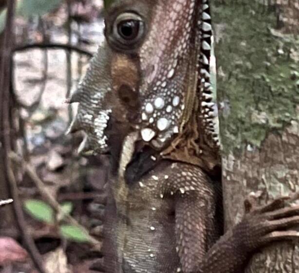 Хижина, Daintree Crocodylus