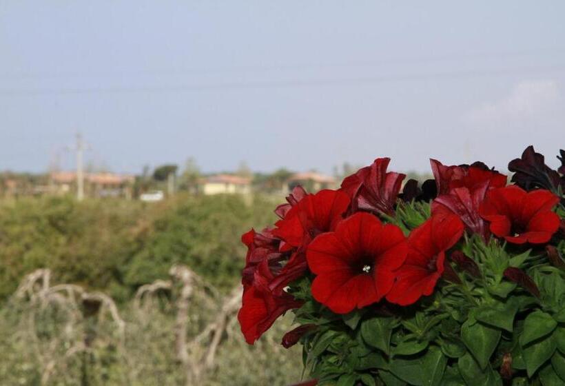 استودیوی استاندارد, La Mimosa