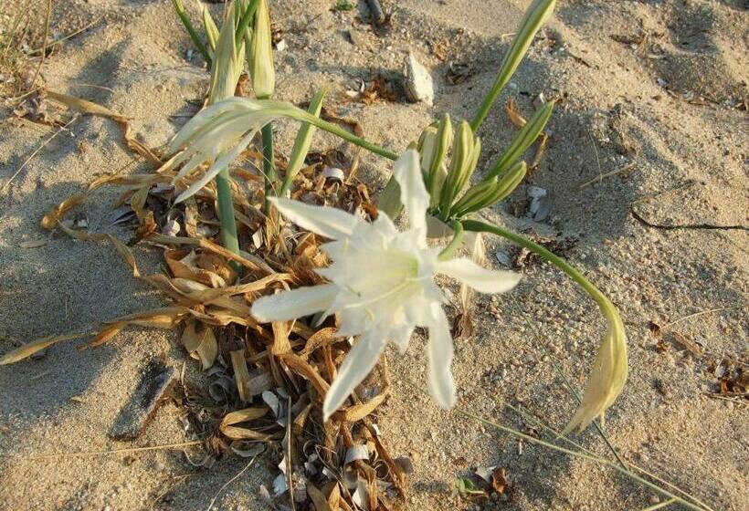 اتاق اکونومی, Lilium Maris