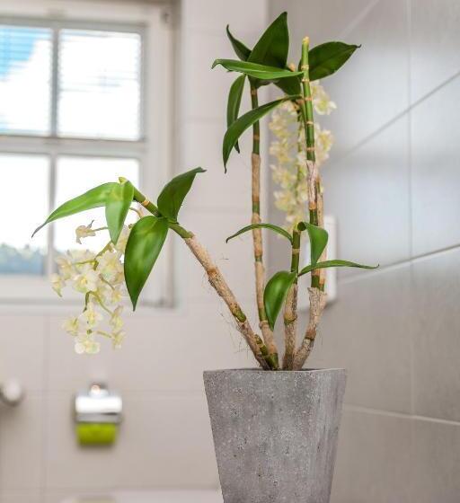 Apartamento 1 Dormitório, Altstadt