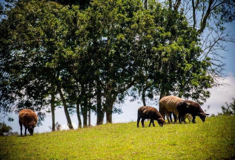 스탠다드 스튜디오, Chale Em Curitiba   Chales Portugal