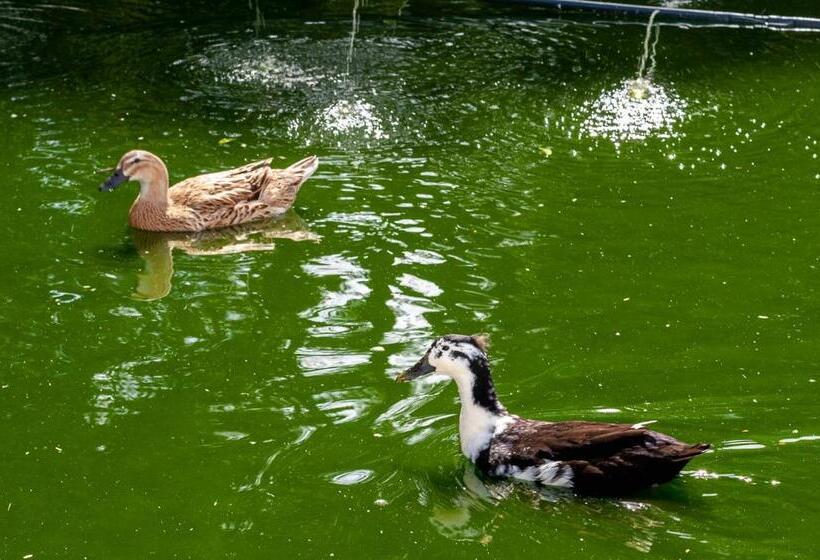 1 베드룸 수피리어 스위트, Chale Em Curitiba   Chales Portugal