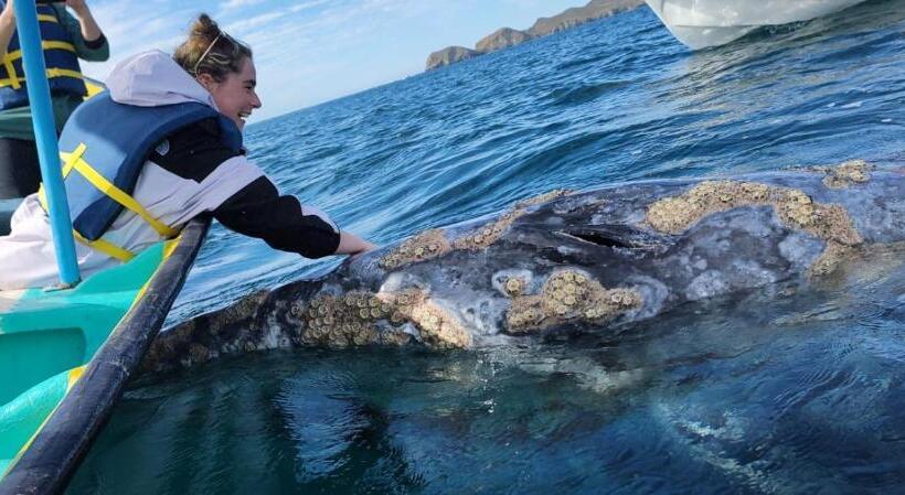 Номер Deluxe Вид на Море, Whale Tours And Sport Fishing Vista Mag Bay