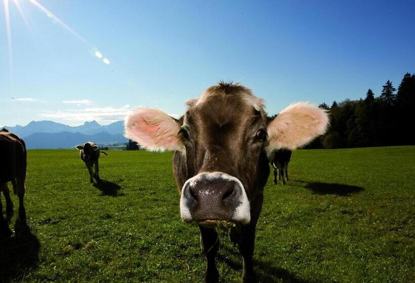 1 Bedroom Apartment Lake View, Seehotel Hartung & Ferienappartements