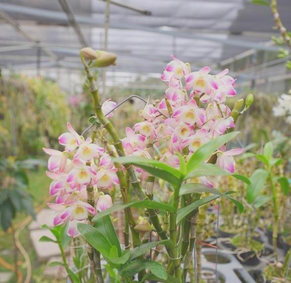 خانه 1 خوابه, 大衛營農莊