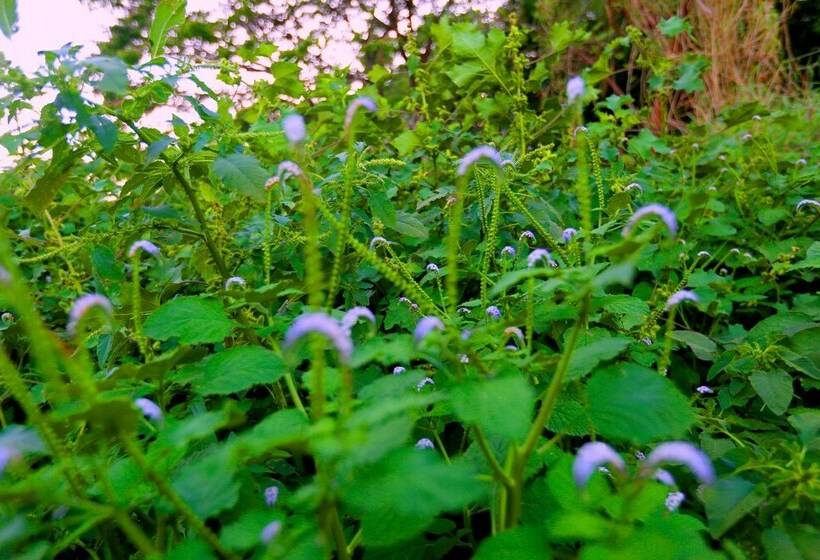 اتاق لوکس سه تخته, Mahaweli Spring