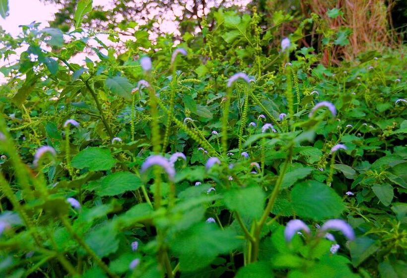 اتاق لوکس سه تخته, Mahaweli Spring